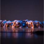 LivePerformanceImages_86A0172