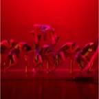 LivePerformanceImages_86A9170